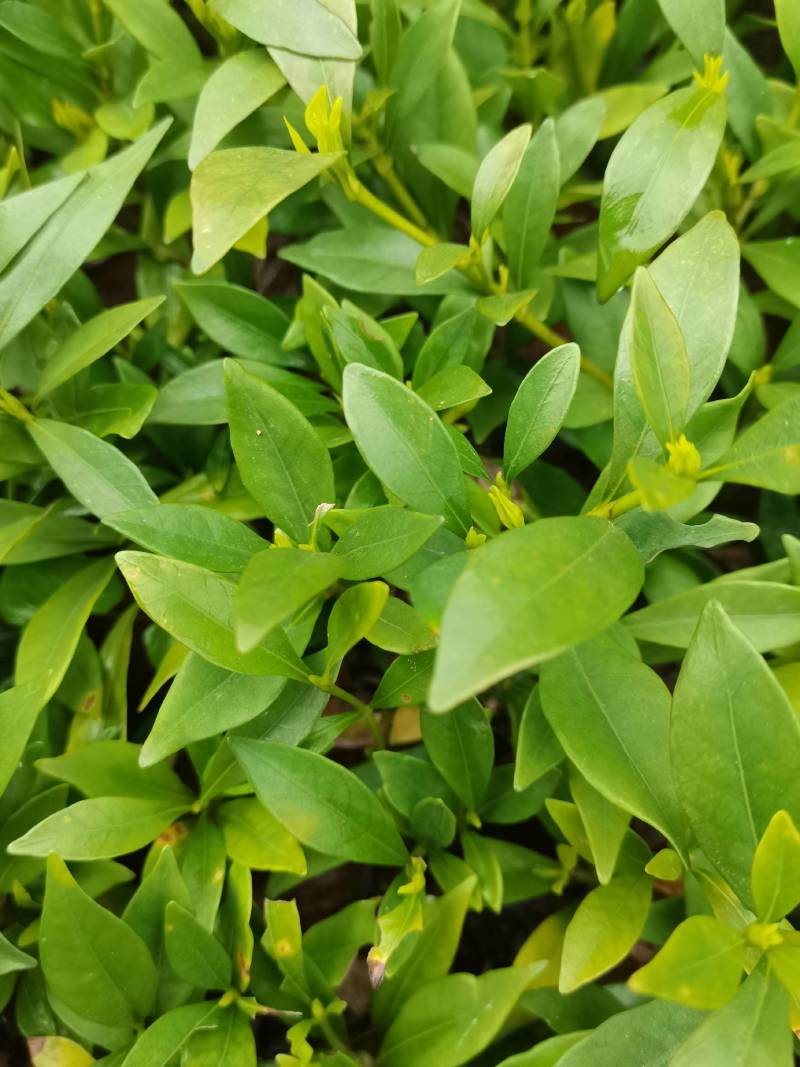 产地供应小叶栀子工程苗小叶栀子杯苗小叶栀子套杯芽苗批发