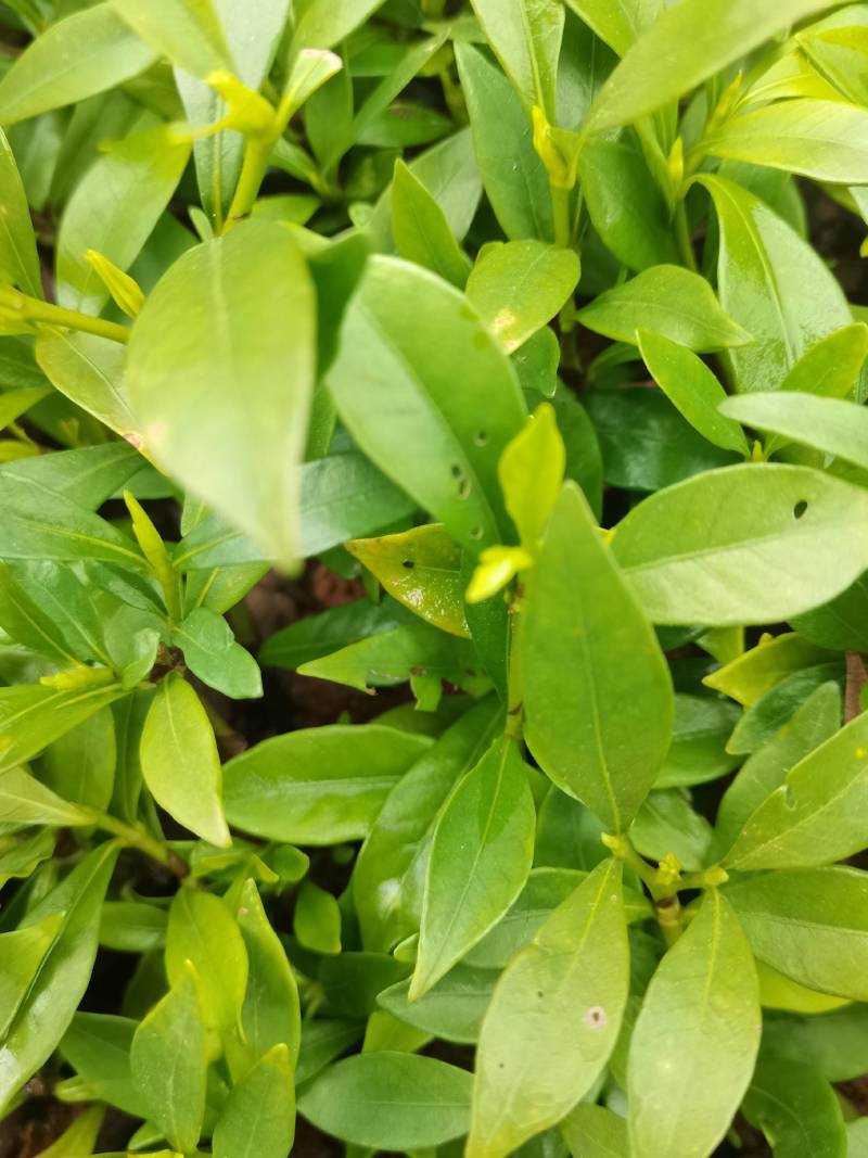 产地供应小叶栀子工程苗小叶栀子杯苗小叶栀子套杯芽苗批发