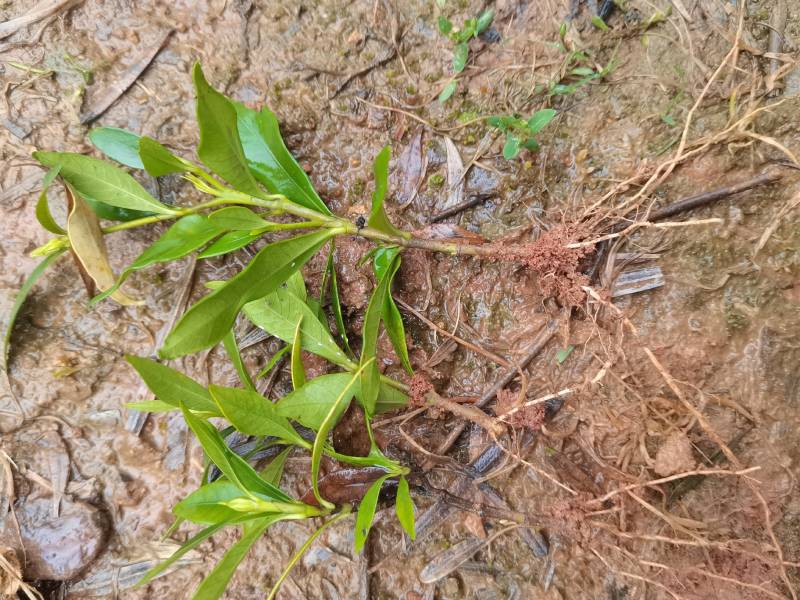 产地供应小叶栀子工程苗小叶栀子杯苗小叶栀子套杯芽苗批发