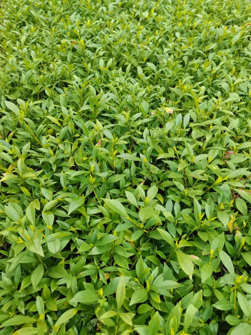 产地供应小叶栀子工程苗小叶栀子杯苗小叶栀子套杯芽苗批发