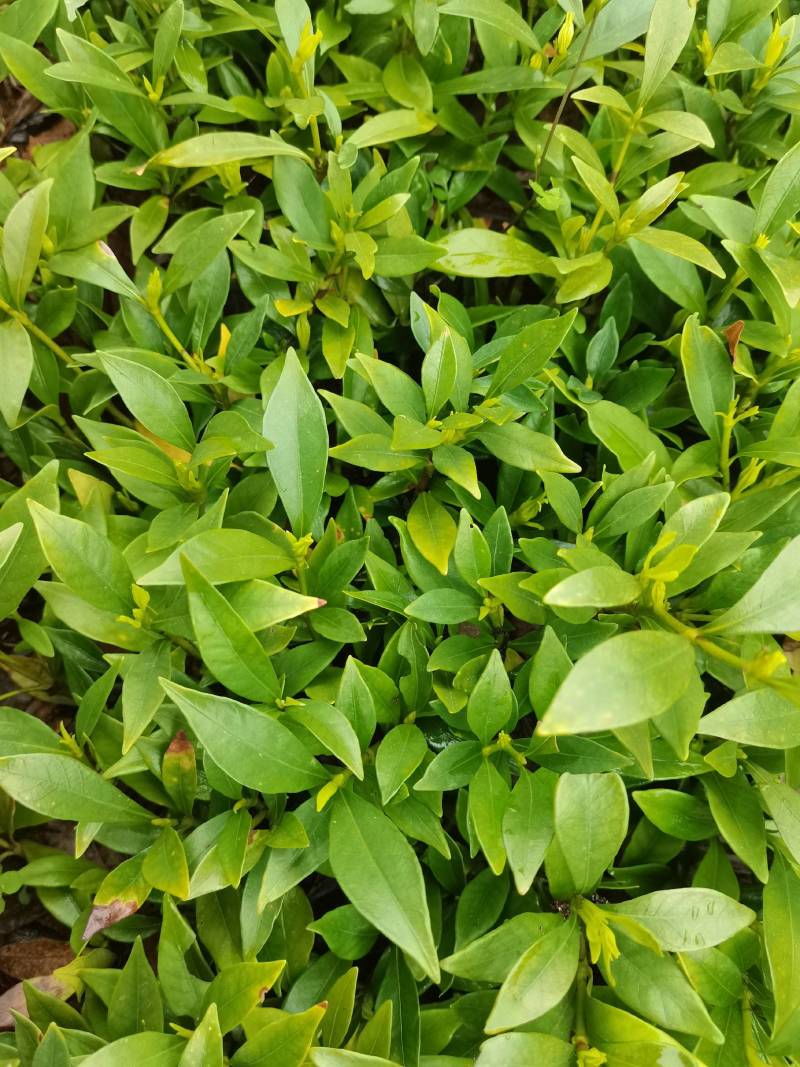 产地供应小叶栀子工程苗小叶栀子杯苗小叶栀子套杯芽苗批发