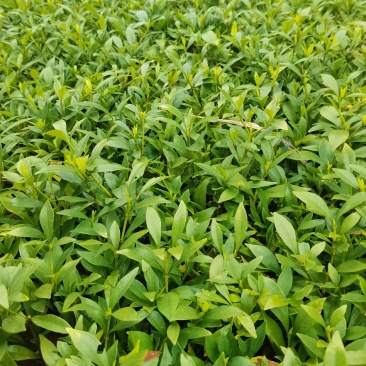 产地供应小叶栀子工程苗小叶栀子杯苗小叶栀子套杯芽苗批发