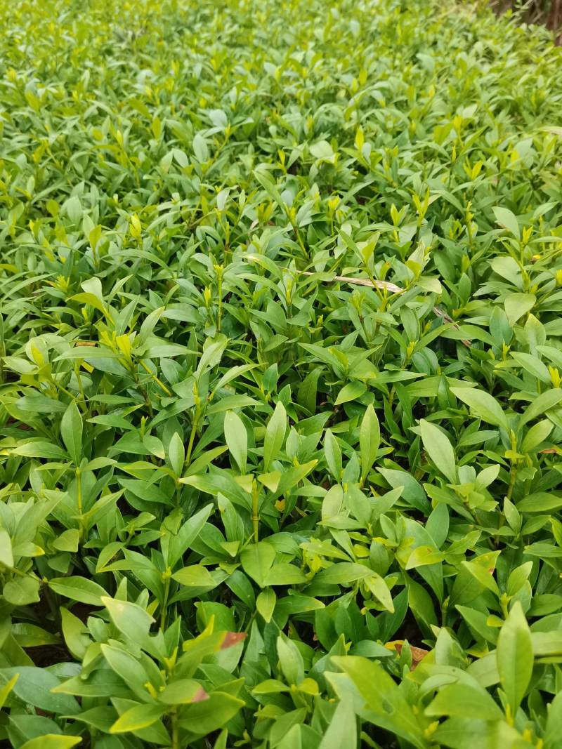 产地供应小叶栀子工程苗小叶栀子杯苗小叶栀子套杯芽苗批发