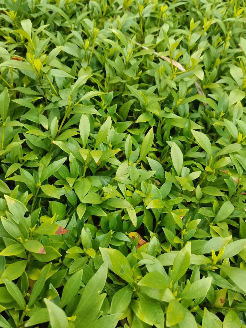 产地供应小叶栀子工程苗小叶栀子杯苗小叶栀子套杯芽苗批发