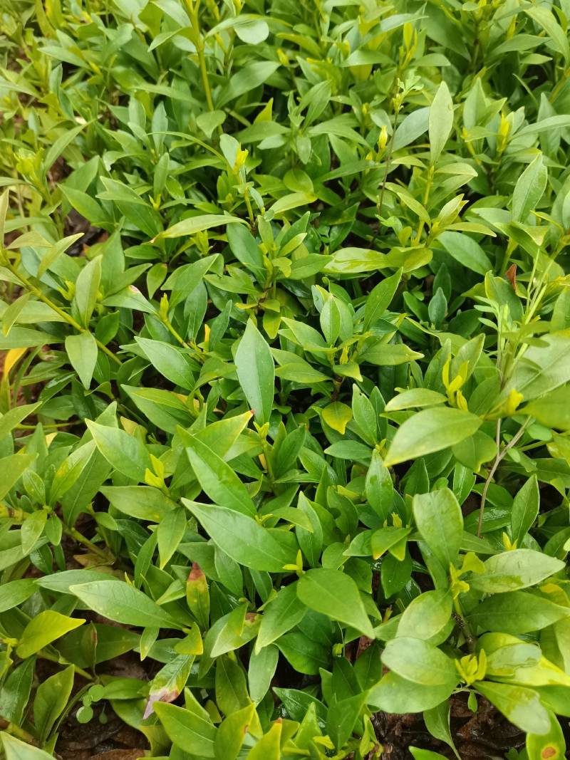 产地供应小叶栀子工程苗小叶栀子杯苗小叶栀子套杯芽苗批发