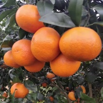 沃柑