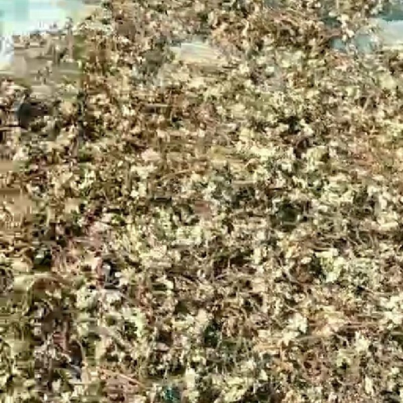 正宗岭北蕨菜干A级品