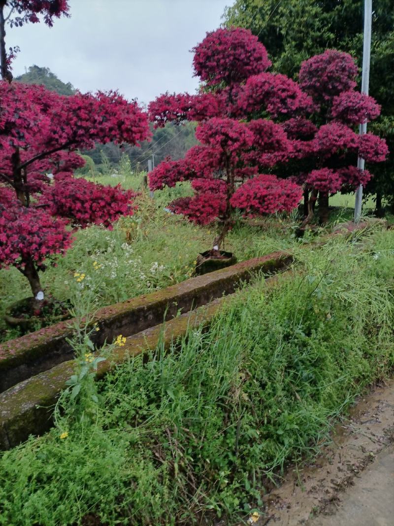 精品原生红花继木造型老桩红继木造型产地直销