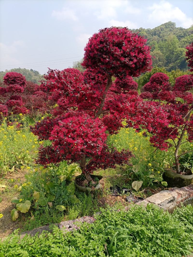 精品原生红花继木造型老桩红继木造型产地直销