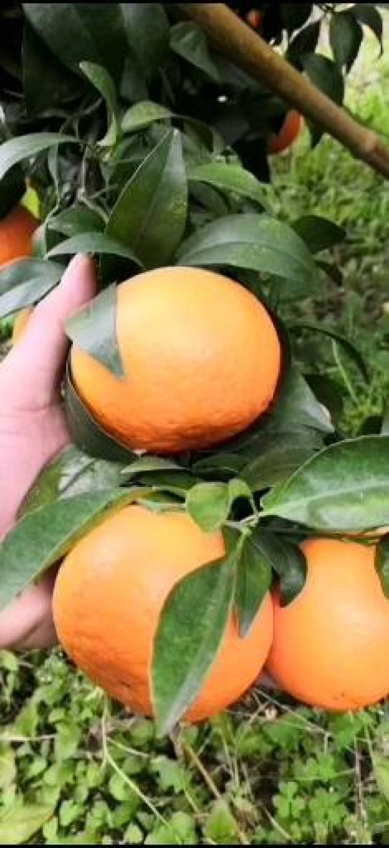 沃柑