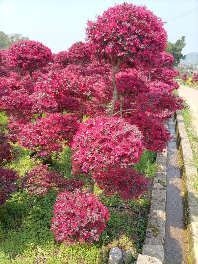 精品原生红花继木造型老桩红继木造型产地直销