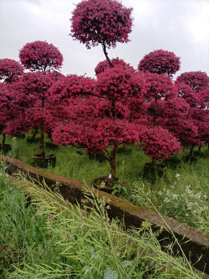 精品原生红花继木造型老桩红继木造型产地直销
