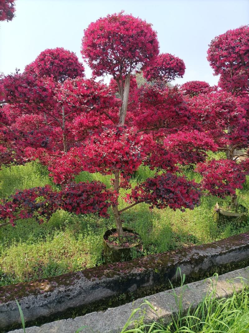 精品原生红花继木造型老桩红继木造型产地直销