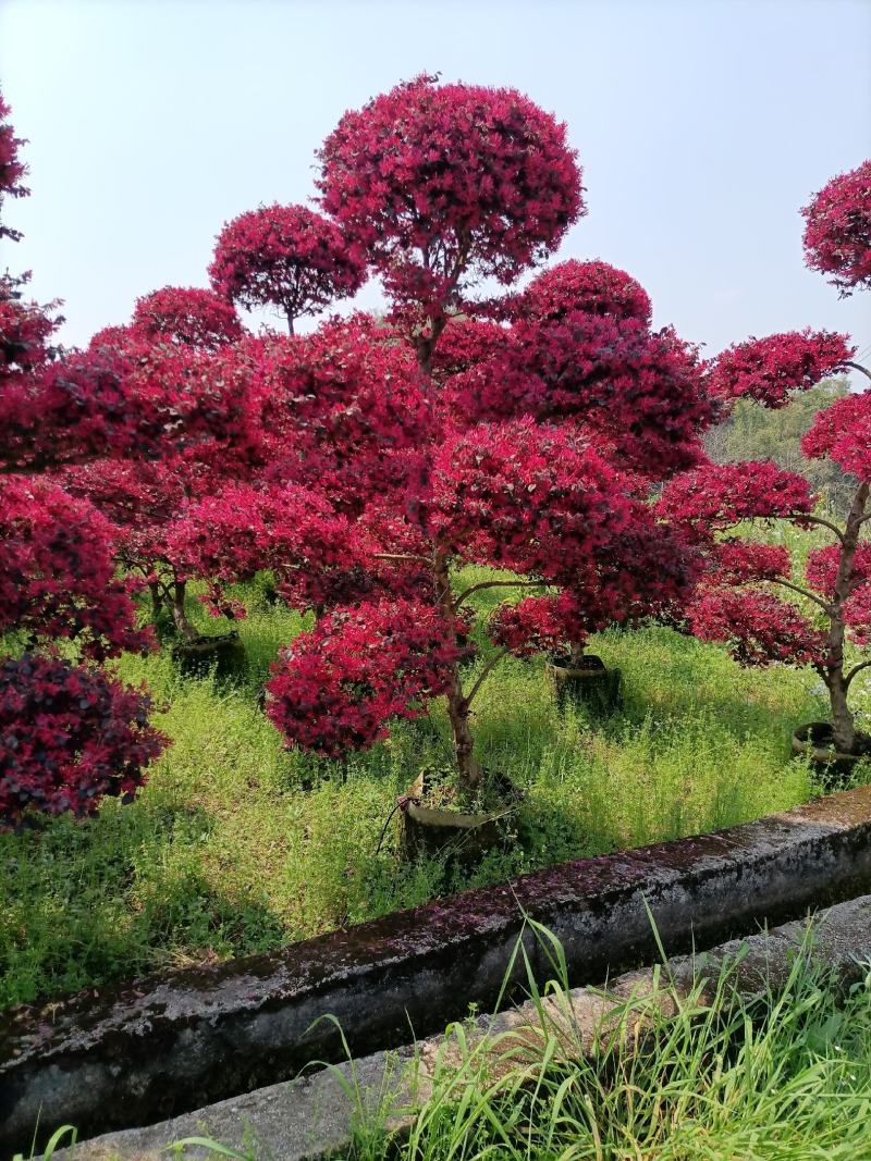 精品原生红花继木造型老桩红继木造型产地直销