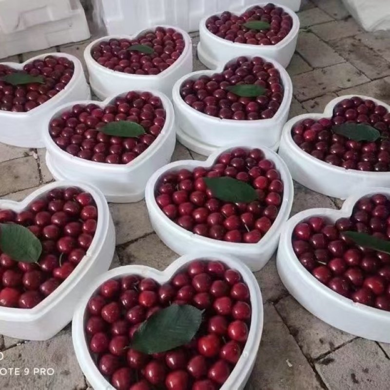 樱桃
