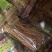 （精品养肝草）2023新货养肝草，货靓味美，产地直销