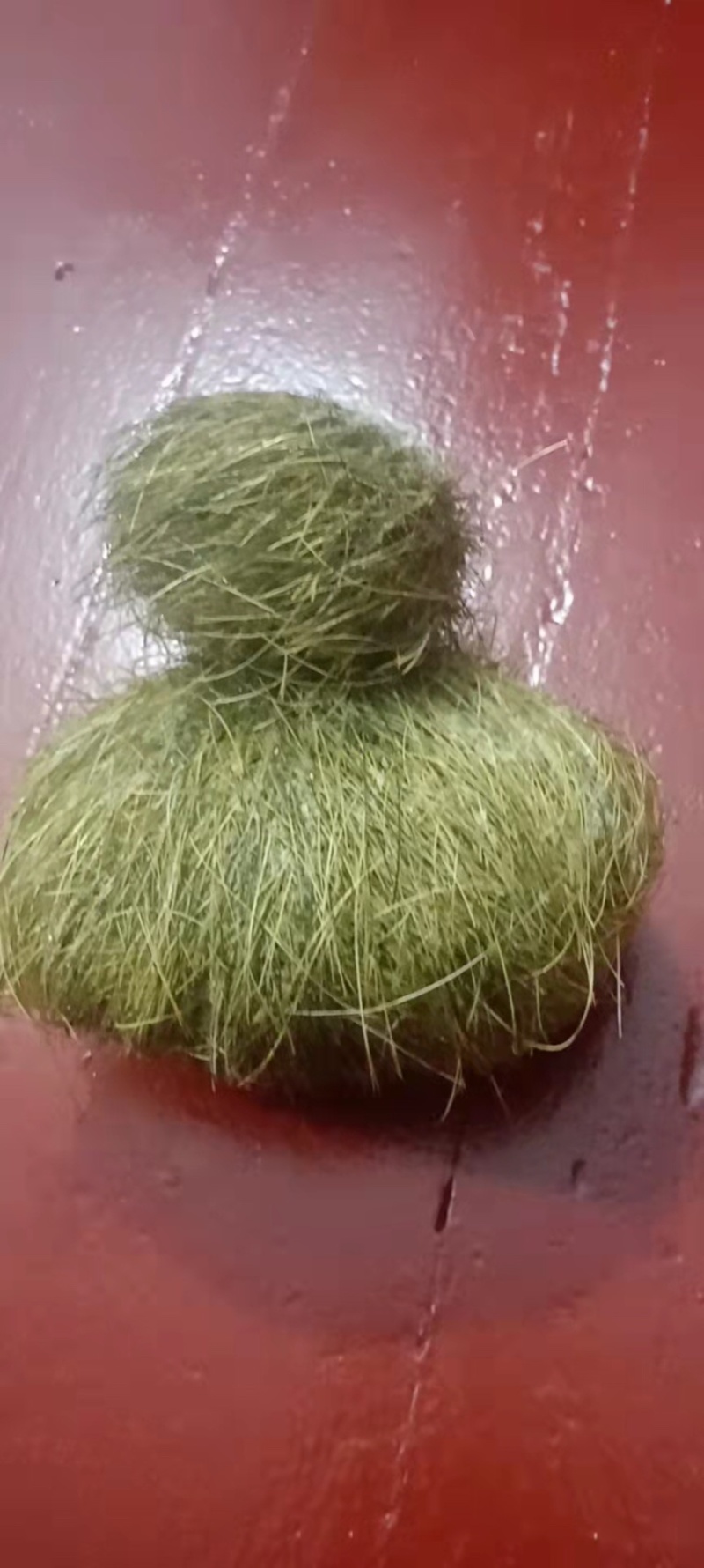 猪宝神秘面纱
