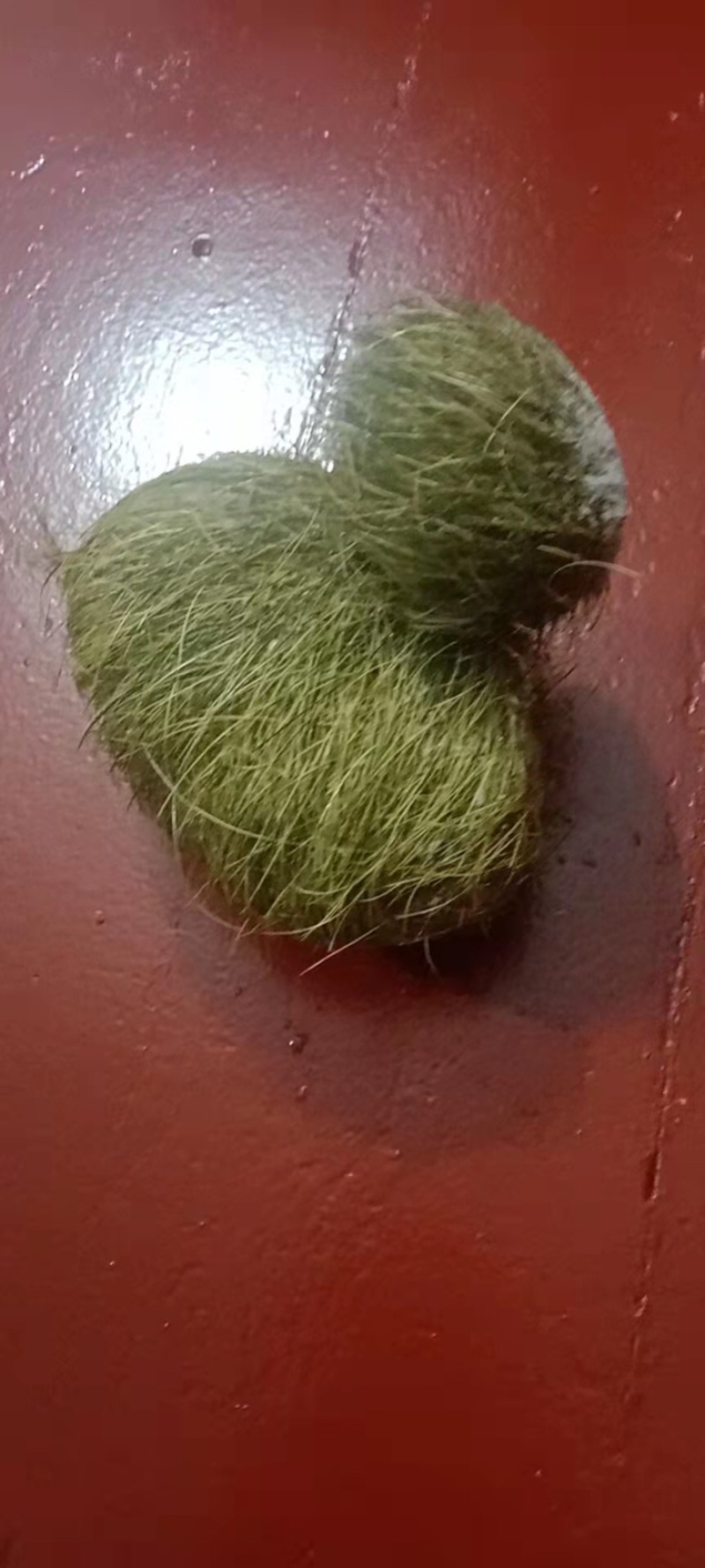 猪宝神秘面纱
