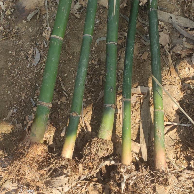 竹苗麻竹苗梗子头一年苗培育苗竹秧正宗英德西牛麻竹笋苗