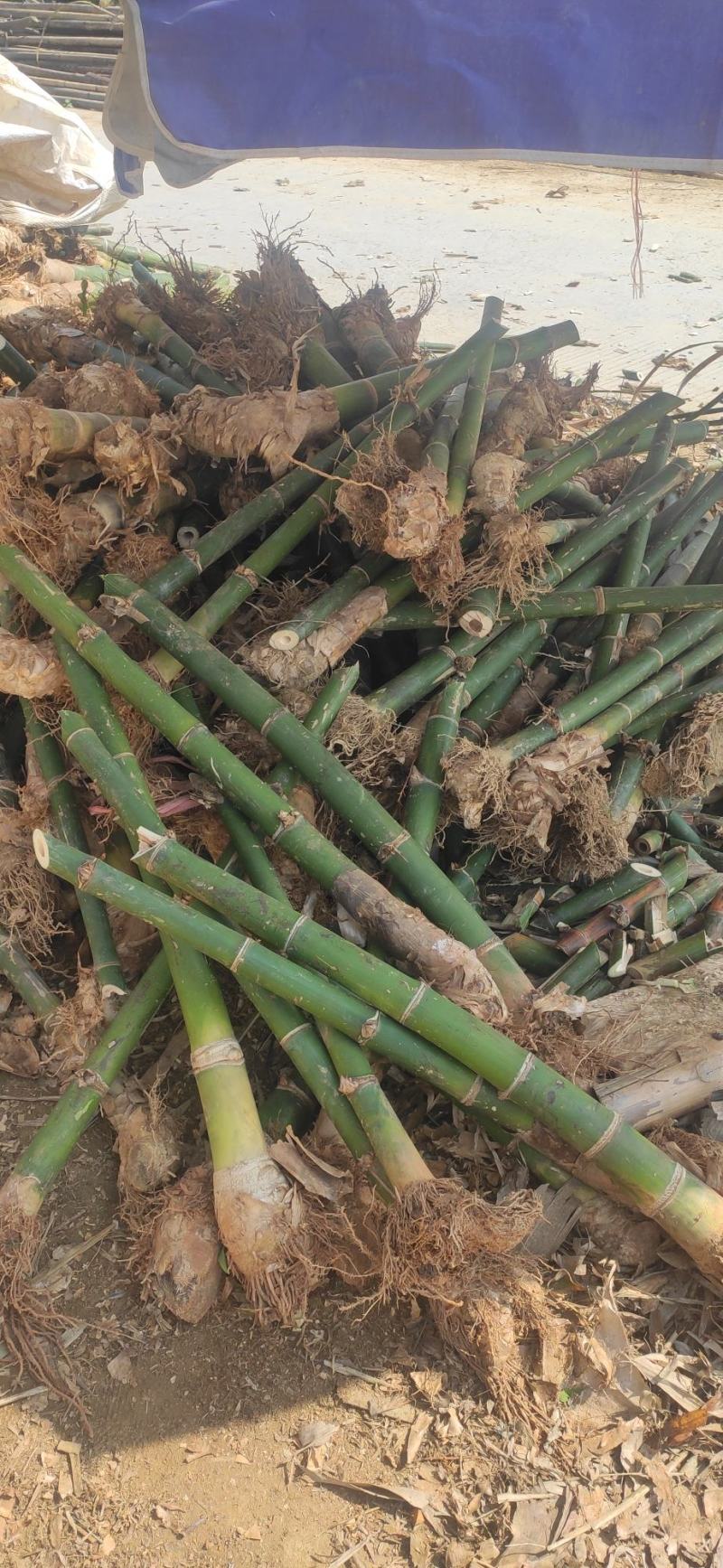 竹苗麻竹苗梗子头一年苗培育苗竹秧正宗英德西牛麻竹笋苗