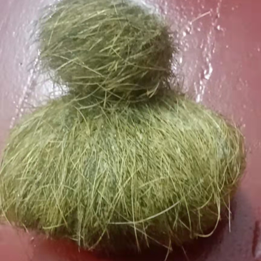 猪宝神秘面纱
