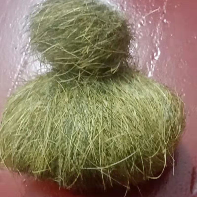 猪宝神秘面纱