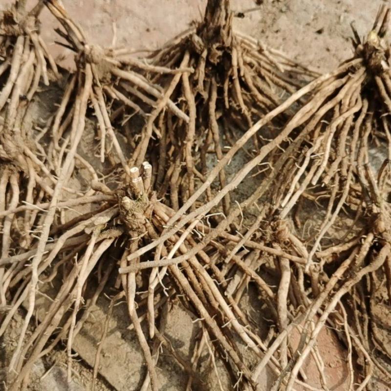 芦笋苗芦笋种苗芦笋苗基地一次种植多年收获