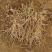 芦笋苗芦笋种苗芦笋苗基地一次种植多年收获