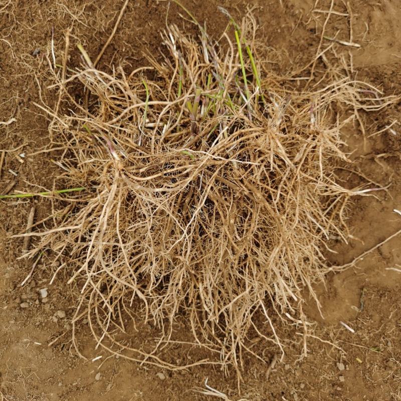 芦笋苗芦笋种苗芦笋苗基地一次种植多年收获