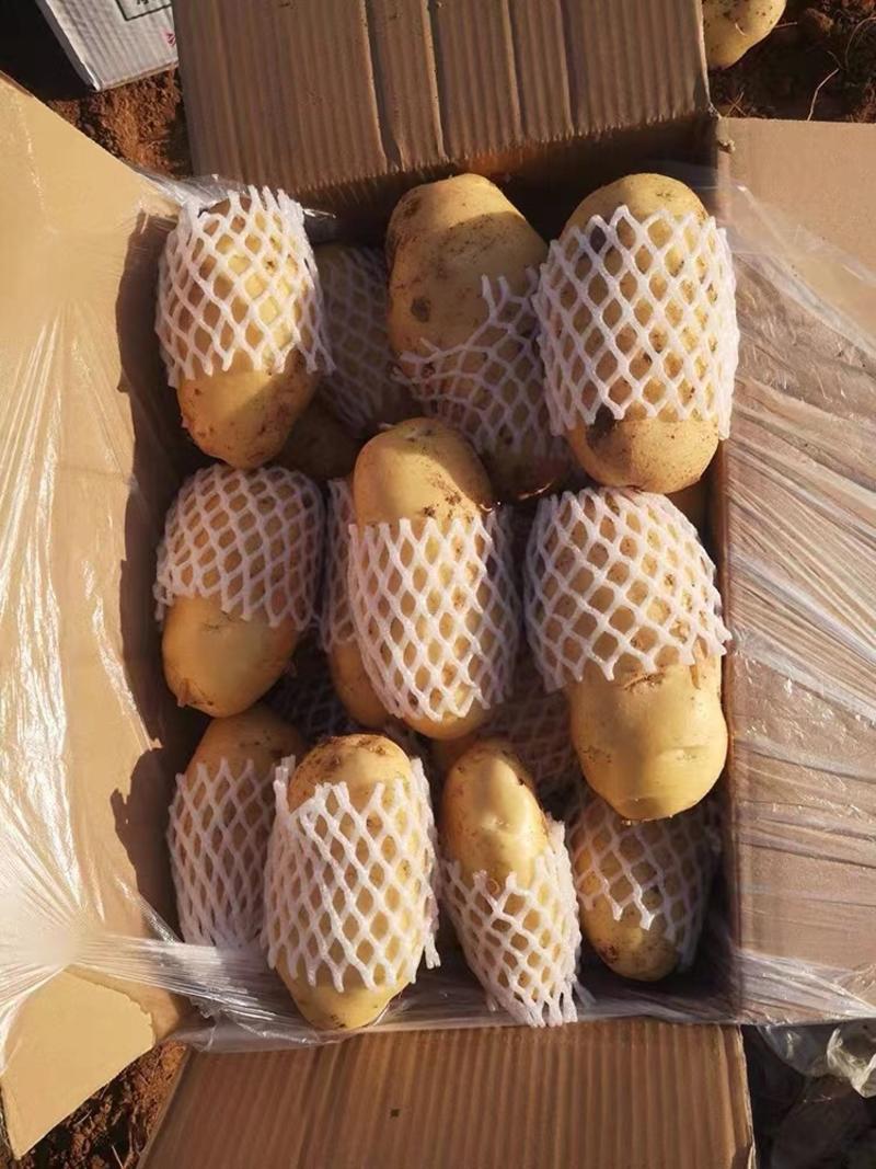 【土豆】黄心土豆，马铃薯精品土豆保质保量，欢迎订购