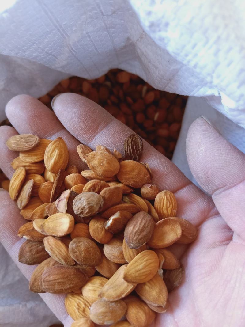 陕西当地山桃仁扁桃仁质量保证药用高产地直销