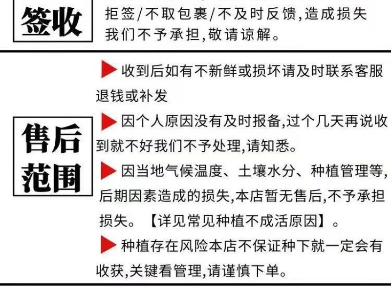 耀农25甜瓜苗，耀农25直播甜瓜苗，新疆蜜甜瓜苗