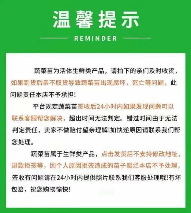 耀农25甜瓜苗，耀农25直播甜瓜苗，新疆蜜甜瓜苗