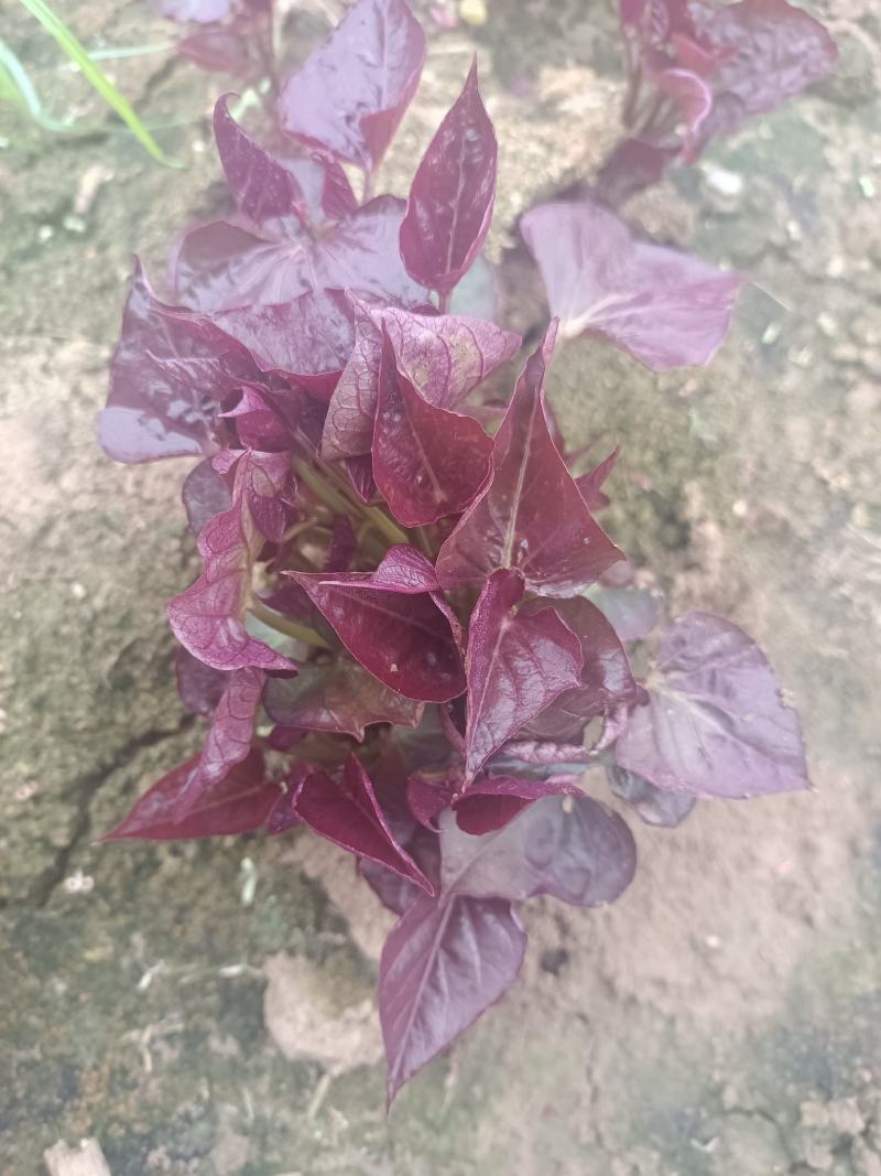 脱毒优质西瓜红红薯苗。量大从优，质量保证。品种多样。