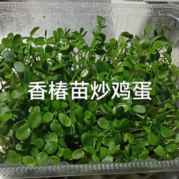 水培香椿芽
