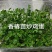 水培香椿芽