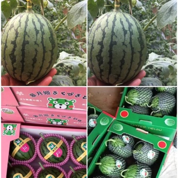 西瓜，精品小西瓜二K西瓜产地，大棚装车，价格便宜，量大从
