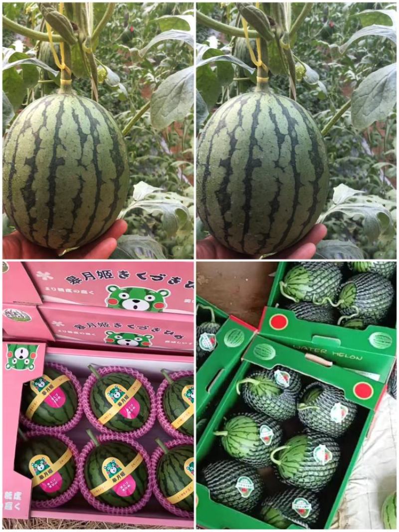 西瓜，精品小西瓜二K西瓜产地，大棚装车，价格便宜，量大从