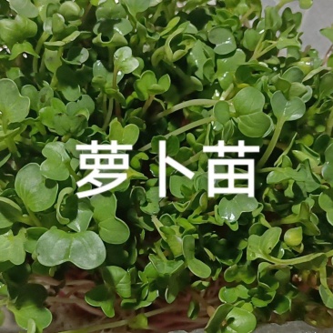 芽苗类萝卜芽