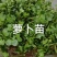 芽苗类萝卜芽