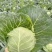 【精品甘蓝】湖北旺旺甘蓝圆包菜菜宣个头均匀