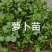 芽苗类萝卜芽