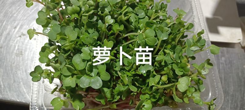 芽苗类萝卜芽