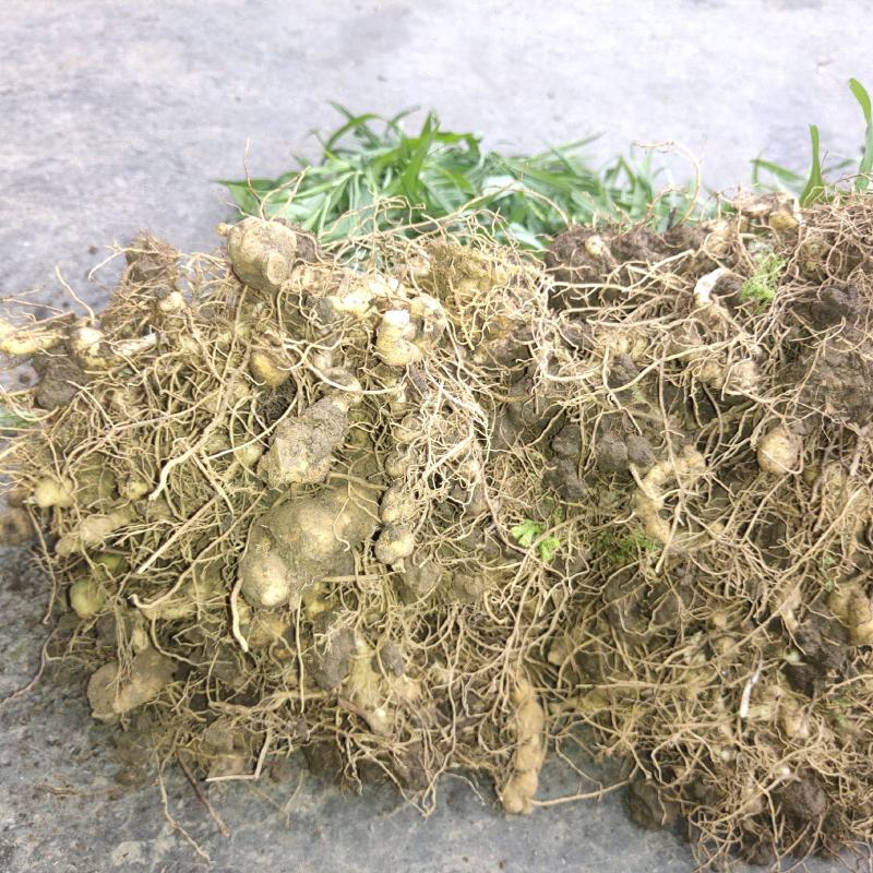 黄精苗。鸡头黄精苗，多花黄精苗。基地直发。技术指导