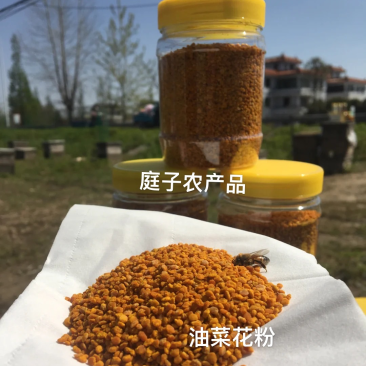 油菜花粉