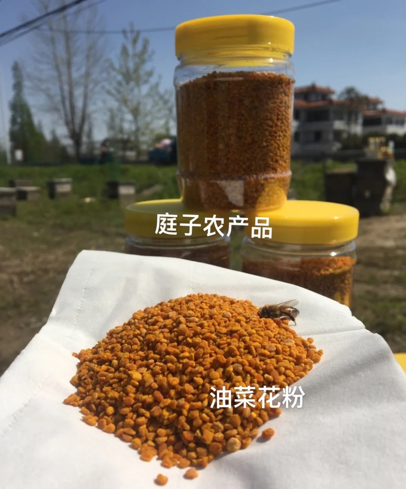 油菜花粉