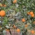 青见柑桔大量上市了、口感甜个头大颜色靓！对接全国各大市场