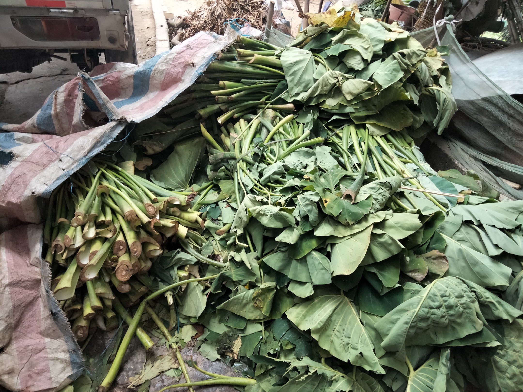 信息图展示荷兰猪每日饮食结构比例:70%提摩西草,20%专用颗粒饲料,10%新鲜蔬菜水果;其中萝卜占蔬菜部分的一小部分,标注‘每周≤1次’字样,配有计量勺与食物图标 荷兰猪喂食结构示意图