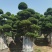 小叶榕精品造型漳州小叶榕种植基地苗农直销批发