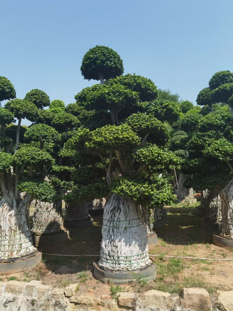 小叶榕精品造型漳州小叶榕种植基地苗农直销批发